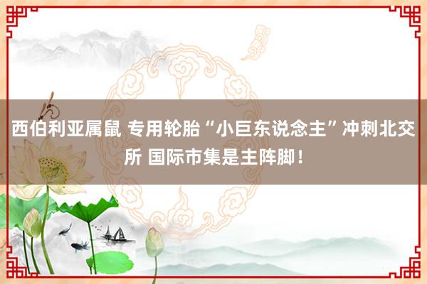 西伯利亚属鼠 专用轮胎“小巨东说念主”冲刺北交所 国际市集是主阵脚！