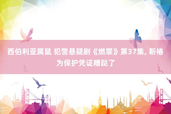 西伯利亚属鼠 犯警悬疑剧《燃罪》第37集， 靳椿为保护凭证糟跶了